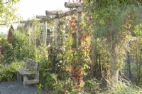 Parthenocissus and Clematis tibetana growing on uprights of the wooden pergola.
