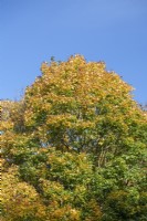 Acer platanoides 'Olmsted' - Norway Maple tree in autumn 