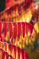 Rhus typhina 'Radiance Sinrus' - Stag's horn sumach foliage in autumn
