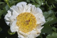 Paeonia 'Sunny Day' - Herbaceous Hybrid Peony - May