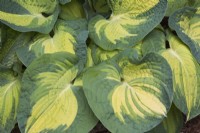 Hosta 'Great Expectations' - Plaintain Lily - May