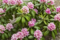 Rhododendron 'Helsinki University' - Azalea shrub in spring - May