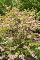 Rhododendron 'Tri-Lights' - Azalea shrub in late spring - May