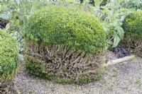topiary box where lower half of plants have been pruned with cuttings mostly removed from gravel path. August, Summer.