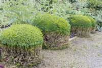 Row of topiary box where lower half of plants have been pruned with cuttings mostly removed from gravel path