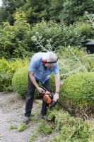 Adult male wearing ear defenders using 2 stroke chainsaw to cut lower half of topiary of Buxus sempervirens. August, Summer.