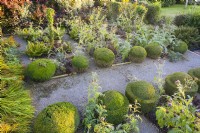 Aerial view of Box topiary showing line of plants that have been pruned on one side and the unpruned plants on the other side. August, Summer.