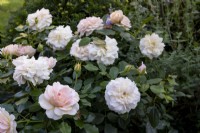 Rosa 'Joie de Vivre' - Patio Rose - syn. R. 'Garden of Roses'
