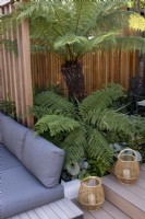 Fern, Polystichum polyblepharum beneath tree fern, Dicksonia antarctica next to raised wooden deck with steps