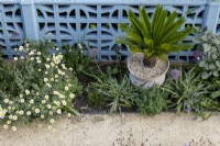 Aerial view of Mediterranean style border with Cycas revoluta in container