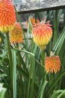 Kniphofia rooperi - Rooper's red hot poker - August.