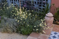 Anthemis 'Sauce Hollandaise' in Mediterranean style garden