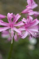 Nerine bowdenii - Bowden lily - October.
