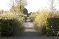 Path in between round trained grasses and hedges.
