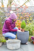 Woman planting Chamaecyparis lawsoniana in the container