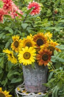 Helianthus annus - Sunflowers in metal bucket on metal chair in front of Dahlia border
