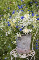 Mixed bouquet in metal bucket on white chair - lupins; dahlias, lathyrus odorata, ammi, malva and centurea cyanus