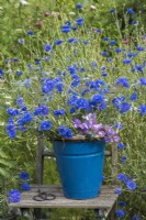 Centaurea cyanus - cornflowers with Lathyrus odorata in blue enamel bucket on wooden chair