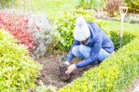Woman planting Rhubarb in hole