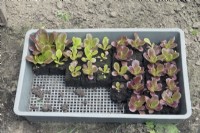 Tray with seedlings.
