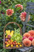 Freshly harvested produce - lettuce, courgettes, runner beans, tomatoes and plums - in wicker trug on wooden chair with bunch of orange Dahlias