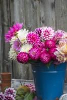 Pink and white dahlias in blue enamel bucket against rustic wooden background