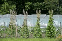 Beans with bamboo cane plant supports in row near plastic greenhouse.