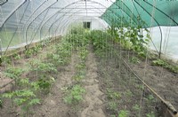 oung Tomato plants supported by string attached to frame of polytunnel.