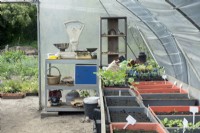 Table with several trays with seedlings and weighing scale in greenhouse.