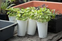 Seedlings in cups.