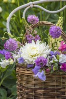 Wicker basket filled with white Dahlias, Lathyrus odorata, Scabious and Lupins on metal chair