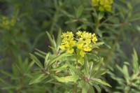 Euphorbia sikkimensis - Sikkim spurge - July