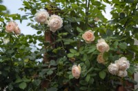 Rosa 'Wollerton Old Hall' - August