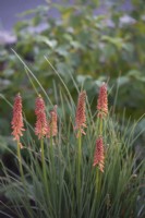Kniphofia 'Red hot popsicle' - August