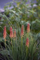 Kniphofia 'Redhot popsicle' - August