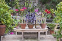 Nerines and Amaryllis in terracotta pots displayed on wooden table