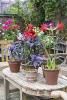 Nerines and Amaryllis in terracotta pots displayed on wooden table
