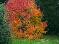 Acer rubrum 'October glory' - Red maple 'October Glory'