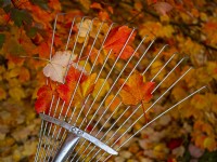 Garden rake and fallen leaves of Acer rubrum 'October glory' - Red maple 'October Glory'