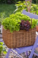 Lettuce grown in woven willow container.