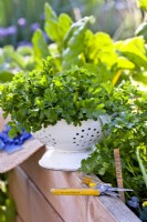 Colander with harvested parsley.