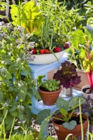 Display of different types of containers with herbs and vegetables on ladder. Plants are courgette, purple sage, swiss chard, lettuce, basil, strawberries and onion.