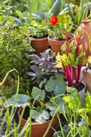 Containers with swiss chard, courgette, purple sage, mint, nasturtium and basil.