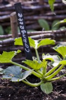 Courgette seedling with a label.