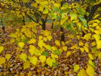 Acer davidii grosseri  trees and fallen leaves in November