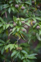 Cornus kousa fruits in November