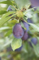 Prunus domestica, plum 'Stanley'