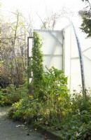 Entrance doors of polytunnel with climber and Helianthus x laetiflorus in the border.