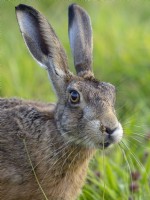 Brown Hare Lepus europaeus eating grass in grazing meadow