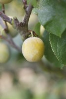 Prunus domestica, plum 'Imperial Gage'